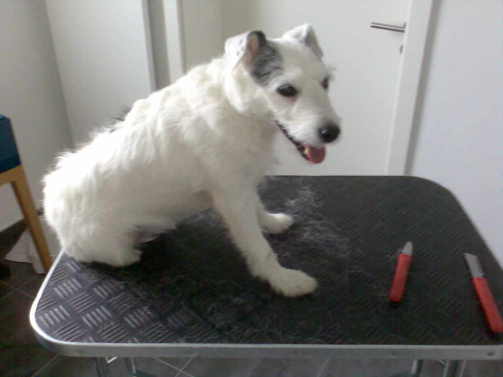 Hund trimmen Karins Hundetreff