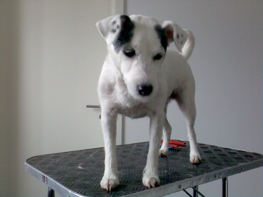 Hund trimmen Karins Hundetreff